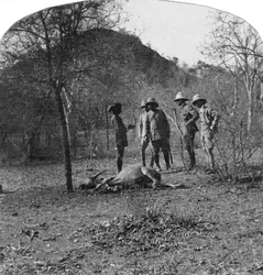Colonel Afsurul Mulk à la chasse au tigre, Inde, 1900s
