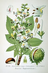 Marronnier commun, 1893