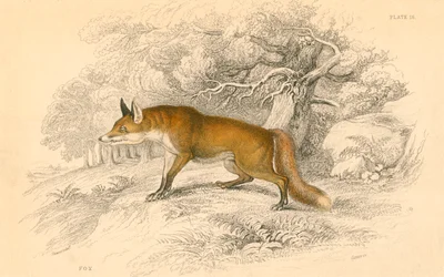 Renard commun ou roux Vulpes vulpes