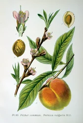 Pêche commune, 1893
