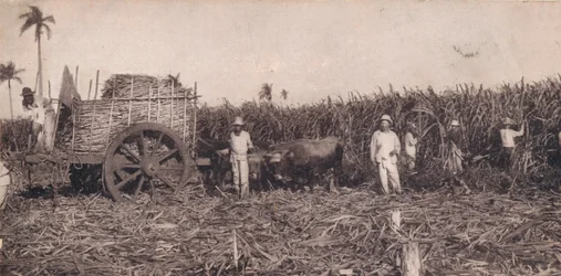 Corte de Canna. - Récolte de la canne à sucre. Cuba, vers 1900