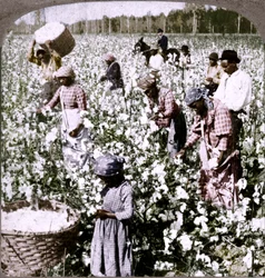 Le coton est roi - scène de plantation avec des cueilleurs au travail. Géorgie