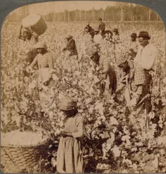 Le coton est roi - scène de plantation avec des cueilleurs au travail. Géorgie, vers 1900
