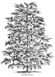 Plant de coton, c1880