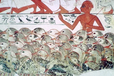 Comptage des oies : fragment de peinture murale de la tombe de Nebamun, Thèbes, Égypte, vers 1350 av. J.-C.