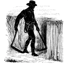Rotation des cultures : moisson avec une faux de Hainault, 1855