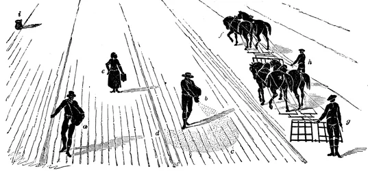 Rotation des cultures : semis et hersage du maïs, 1855