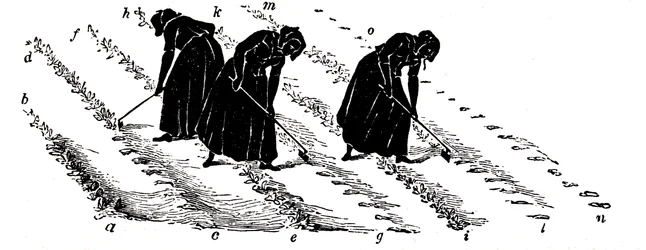 Rotation des cultures : femmes éclaircissant les navets, 1855