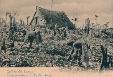Culture du tabac à Vuelta Abajo, c1900