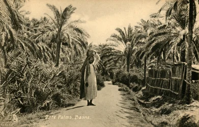 Palmiers dattiers, Bassora, vers 1918-1939