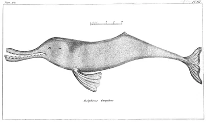 Delphinus Gangeticus Dauphin du Gange, 1799