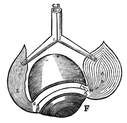 Représentation des muscles antagonistes de l