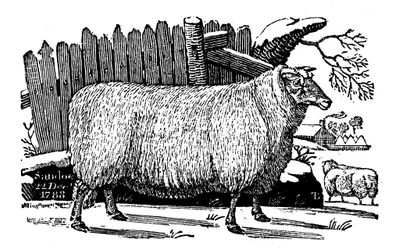 Moutons Dishley New Leicester, 1811