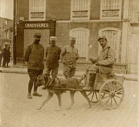 Dog-cart, France, vers 1914-1918