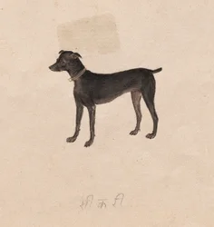 Chien, 1800s