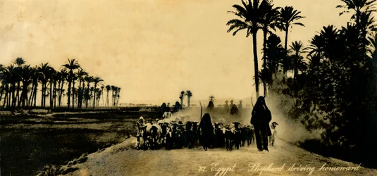 Égypte - Berger rentrant chez lui, vers 1918-1939