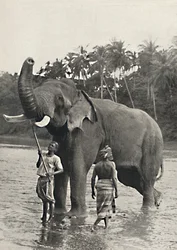 Éléphant dans la Mahavaliganga, 1926