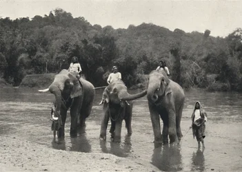 Éléphants au bain Mahaaliganga, 1926