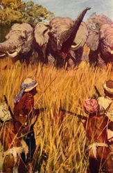 Éléphants en chasse, vers 1850 vers 1912