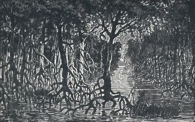 Forêt équatoriale africaine, 1924