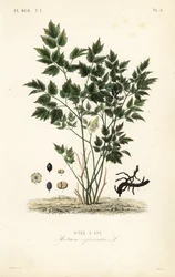 Actée à épi, Actaea spicata