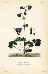Ancolie vulgaire, Aquilegia vulgaris, Ancolie vulgaire