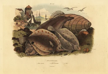 Plie européenne, Pleuronectes platessa, limande-sole, Limanda limanda, et sole commune, Solea solea