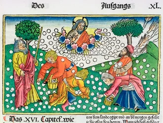 Exode 16:13-22 : Dieu fournit des cailles et de la manne aux Israélites