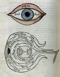 Structure des yeux