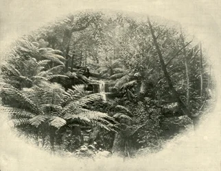 Fern Tree Gully, Tasmanie, 1901