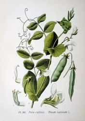 Pois de champ et de jardin, 1893