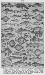 Poisson, 1907
