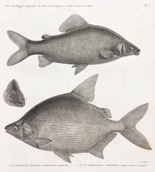 Poissons : Le Characin Nefasch & Le Serrasalme Citharine