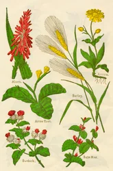 Fleurs: Aloès, Arnica, Arrow Root, Orge, Menthe, Bardane, c1940