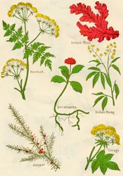 Fleurs : Ciguë, Mousse d