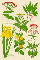 Fleurs : Thorough Wort, Tansy, Sassafras, Valerian, Yellow Flag, Tea, Valerian, c1940