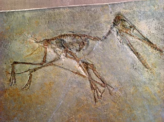 Fossile de squelette de ptérodactyle, de la collection du British Museum