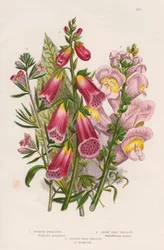Digitale pourpre, c1885