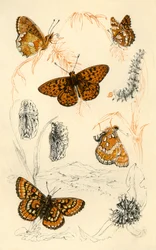 Papillons fritillaires, 19ème siècle