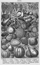 Fruits, 1907