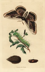 Grand paon de nuit ou grand saturnie, Saturnia pyri, avec chenille et chrysalide