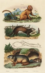 Tamarin lion doré, Leontopithecus rosalia, en danger 1, marmotte alpine, Marmota marmota 2 et tanière, et furet ou putois, Mustela putorius 3