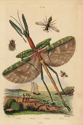 Phasme Goliath, Eurycnema goliath, mouche, espèce Phasia, guêpe tueuse d