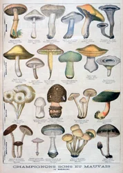 Champignons bons et mauvais, 1896
