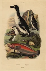 Grand pingouin, Pinguinus impennis 1, éteint, et perche de sable brésilienne, Pinguipes brasilianus 2