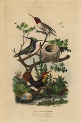 Colibri à crête verte, Stephanoxis lalandi, colibri à gorge rubis, Archilochus colubris, et colibri rubis-topaze et nid, Chrysolampis mosquitus