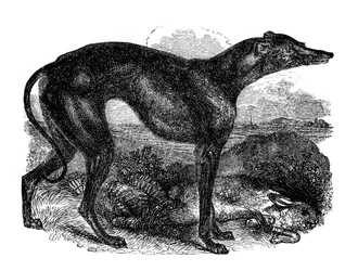 Lévrier