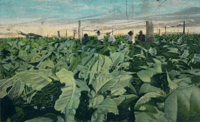 Culture du tabac, Cuba, 1909
