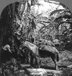 Récolte de bananes, Costa Rica, 1909