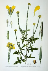 Moutarde des haies, 1893